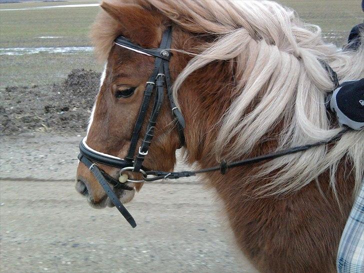 Shetlænder Tykke billede 7