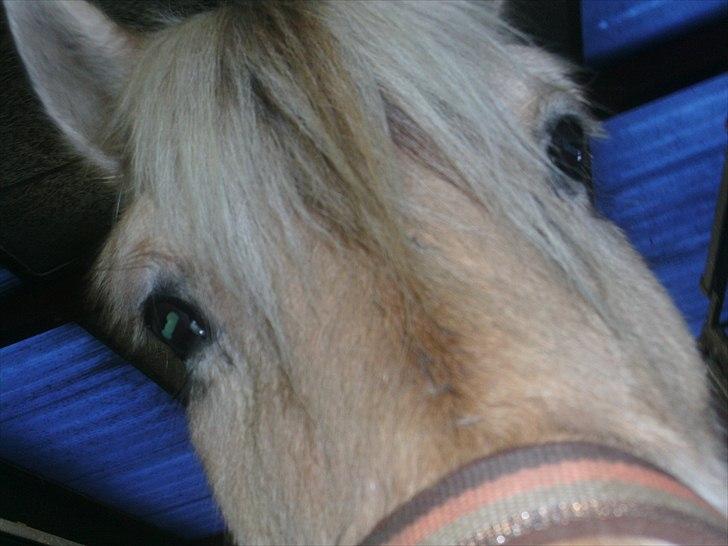 Fjordhest Mona (solgt) - Smukke mona billede 1