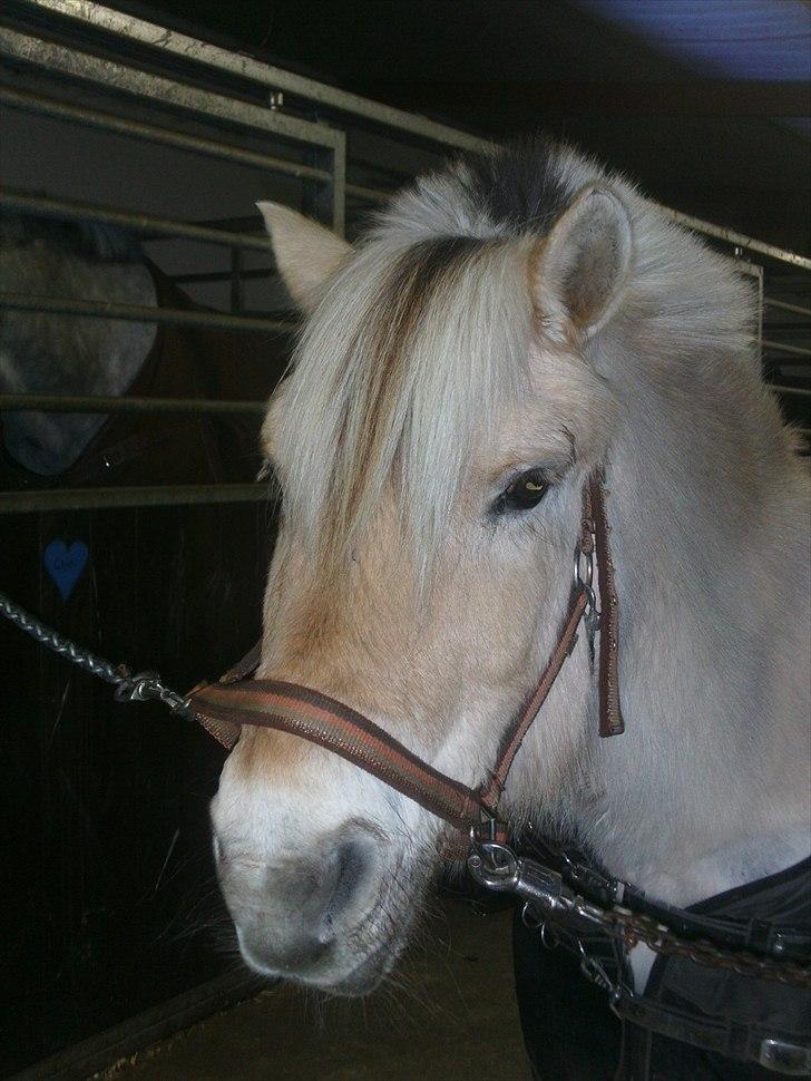 Fjordhest Mona (solgt) - Igen(: træt inden den næste dressur undervisning billede 2