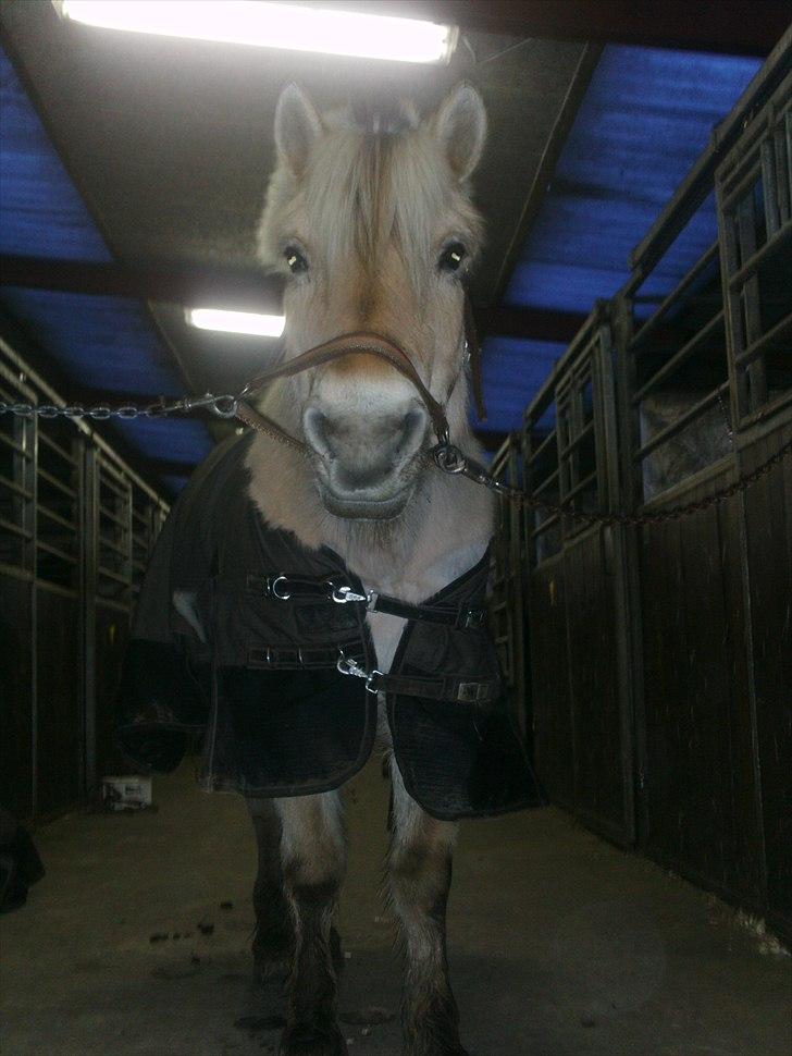 Fjordhest Mona (solgt) - smuksak billede 3