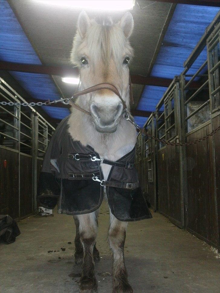 Fjordhest Mona (solgt) - igen billede 4