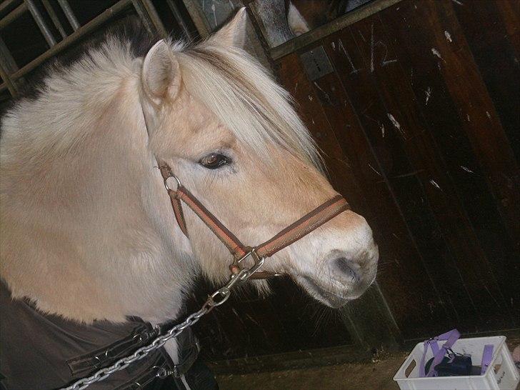 Fjordhest Mona (solgt) - amen altså! billede 5