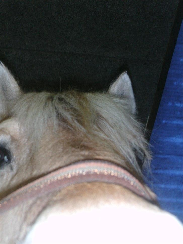 Fjordhest Mona (solgt) billede 6