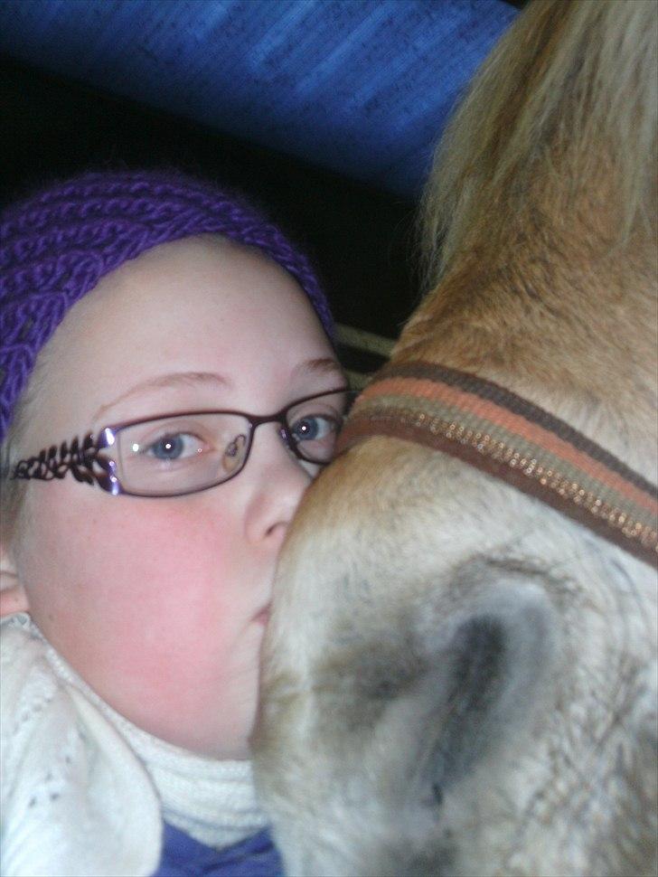 Fjordhest Mona (solgt) - the perfect match billede 7