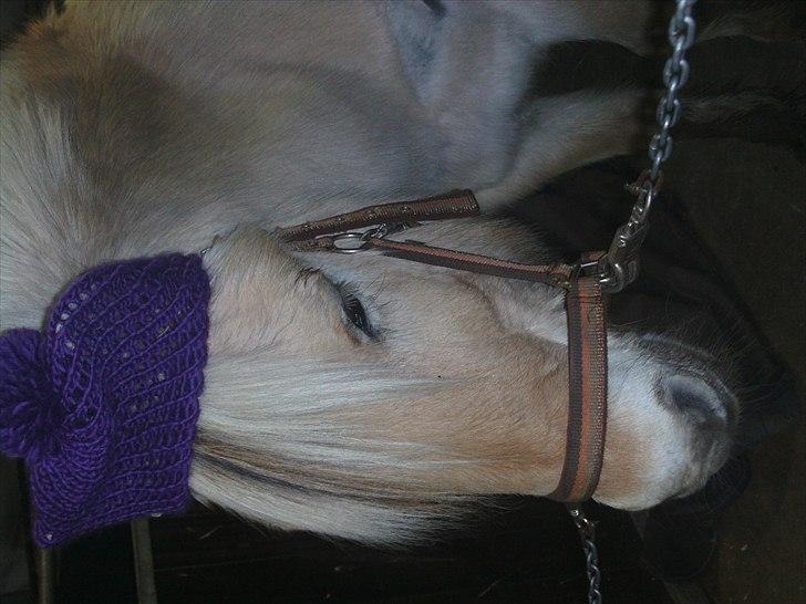 Fjordhest Mona (solgt) billede 8