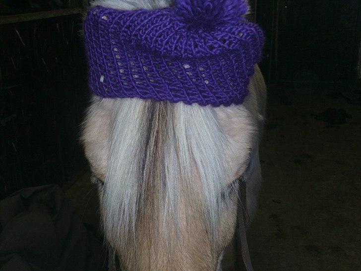 Fjordhest Mona (solgt) billede 9