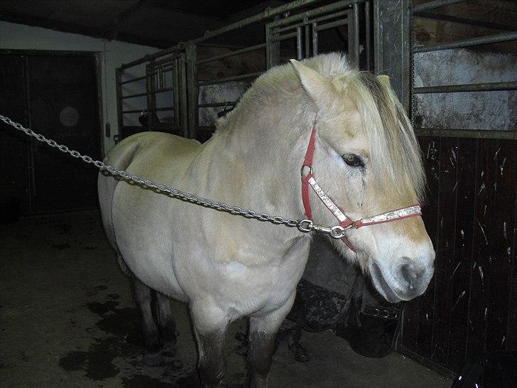 Fjordhest Mona (solgt) billede 10