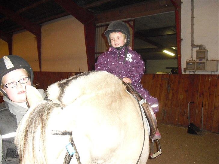 Fjordhest Mona (solgt) - Min lillesøster skridter af billede 11