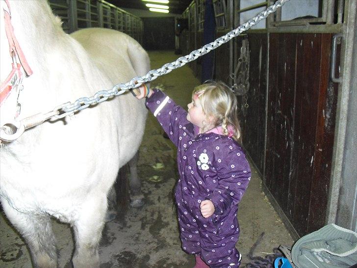 Fjordhest Mona (solgt) - Lillesøster stigler hende inden hun skal i boksen igen(: billede 12