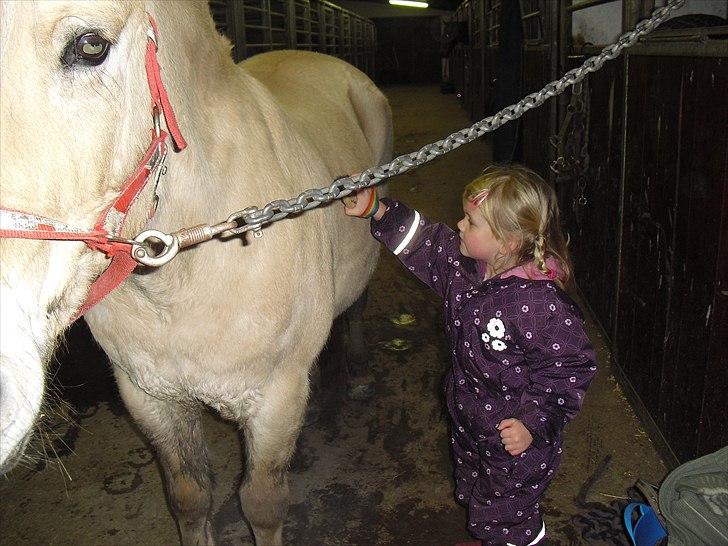 Fjordhest Mona (solgt) - Igen billede 13