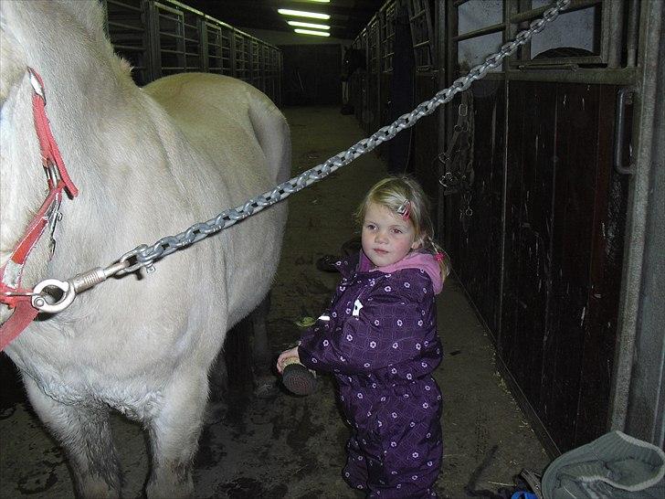 Fjordhest Mona (solgt) - igen billede 14