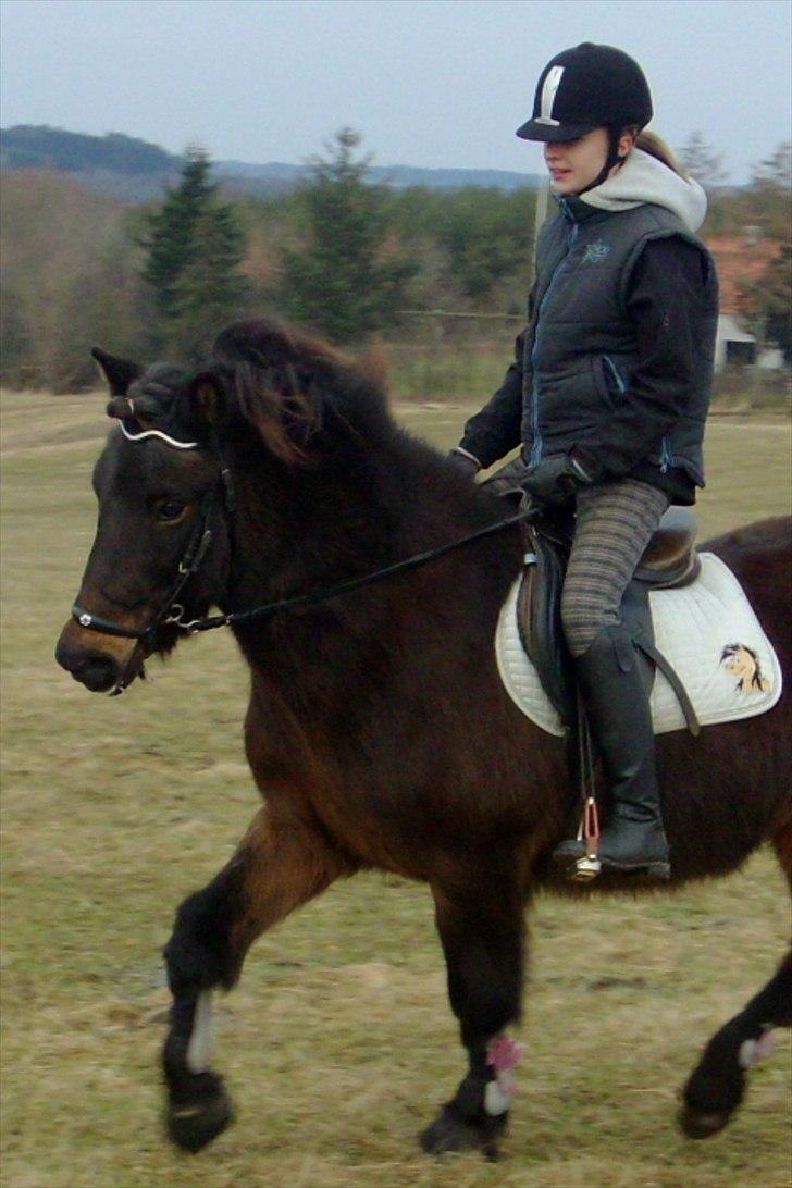 Islænder Jarpur 29/11 2011 billede 17