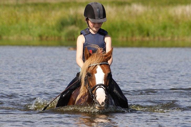 Welsh Pony af Cob-type (sec C) Gribsvads Lady Dee<3 -  Her bader vi i søen nær stalden :D 2009 billede 2