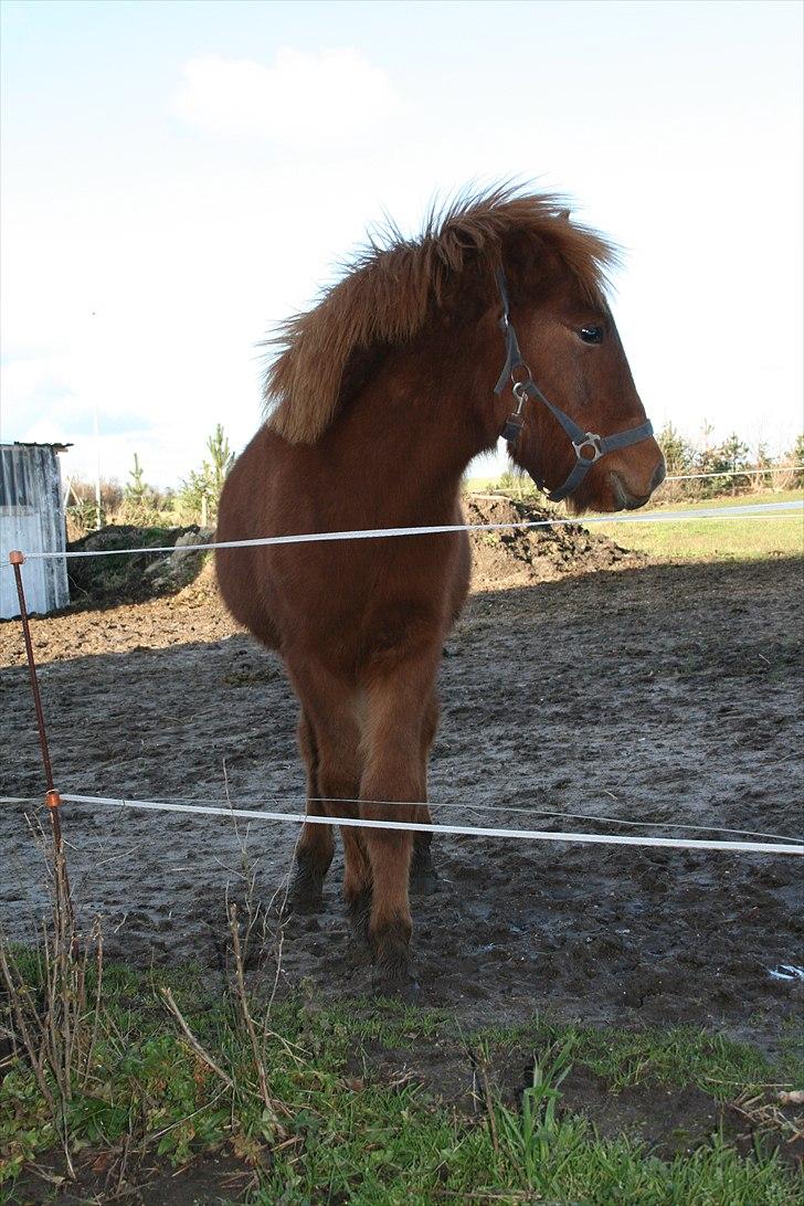 Islænder Lukas Vetur..solgt billede 3