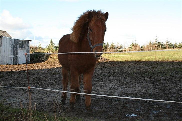 Islænder Lukas Vetur..solgt billede 10