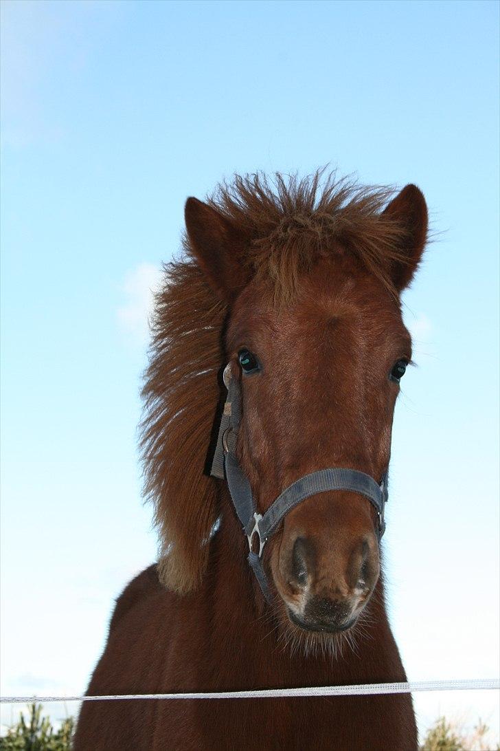 Islænder Lukas Vetur..solgt billede 11