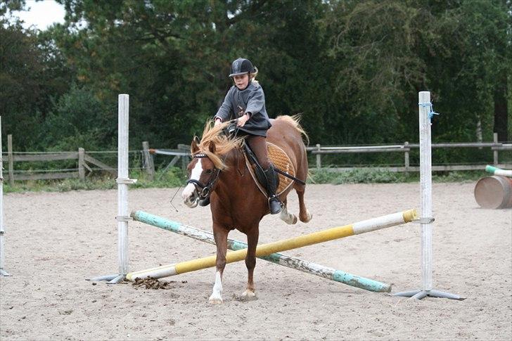 Welsh Pony af Cob-type (sec C) Gribsvads Lady Dee<3 -  Spænd sikkerheds selerne!! Gør klar til landing :-) 2009 billede 4