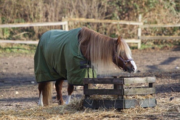 Welsh Pony af Cob-type (sec C) Gribsvads Lady Dee<3 -  Skønheden på folden <3 
2009 billede 3