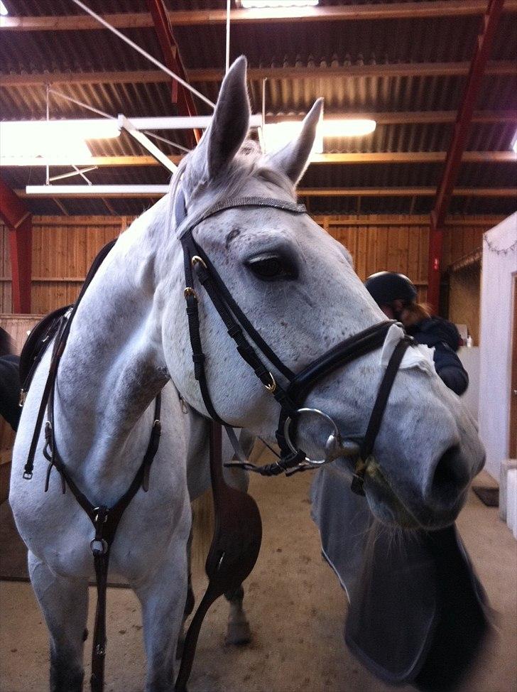 Hannoveraner Smilla 27 billede 17