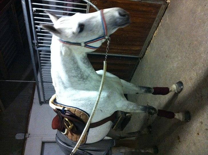 Hannoveraner Smilla 27 billede 18