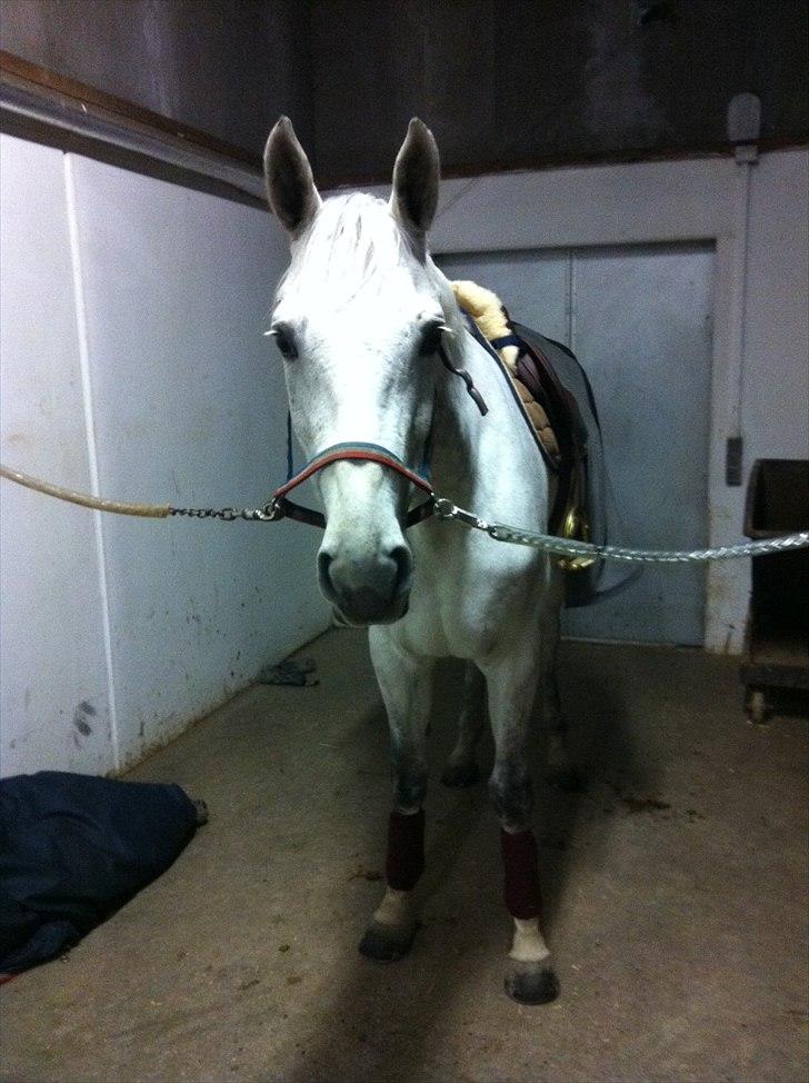 Hannoveraner Smilla 27 billede 19