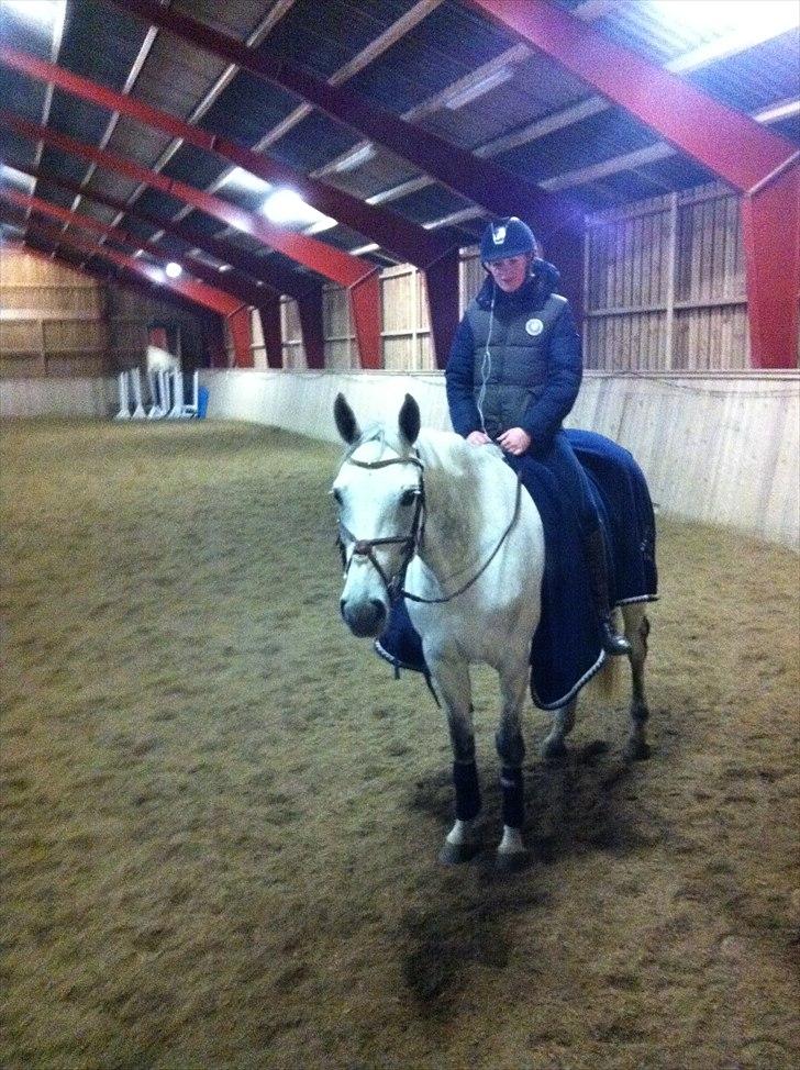 Hannoveraner Smilla 27 billede 20