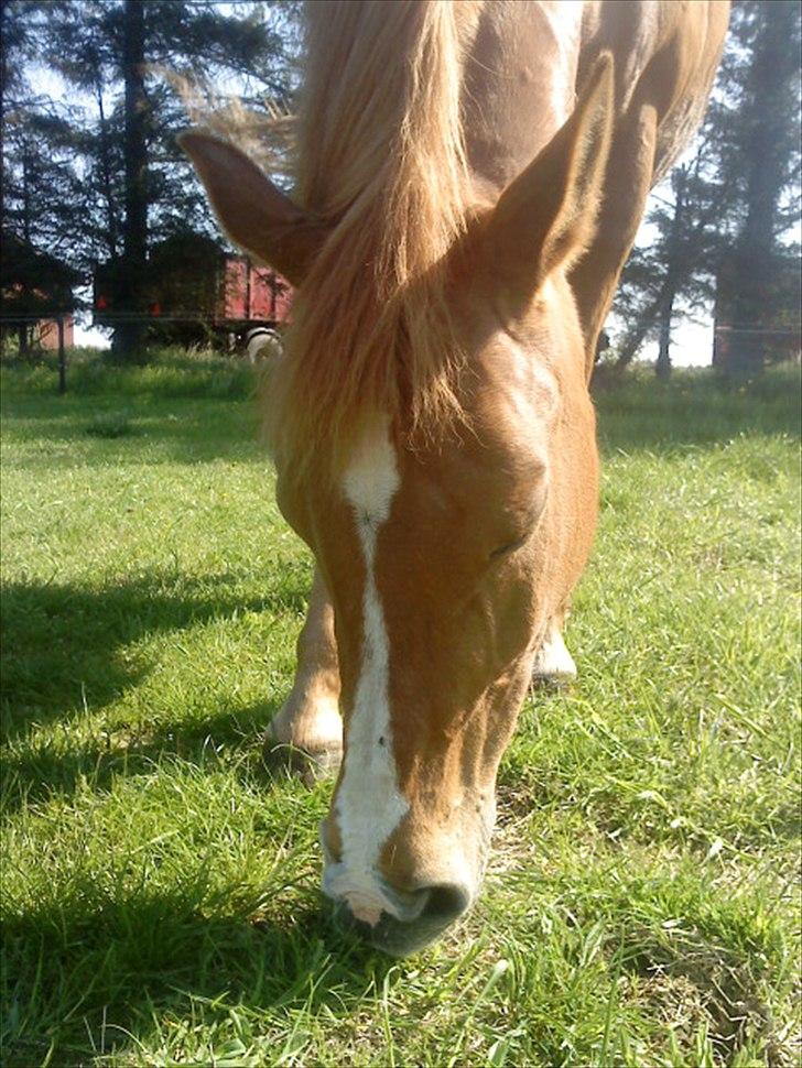 Hollandsk Sportspony Astrid Lovly Lady (SOLGT) ):  billede 7