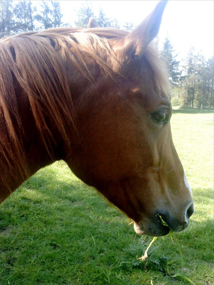 Hollandsk Sportspony Astrid Lovly Lady (SOLGT) ):  billede 5