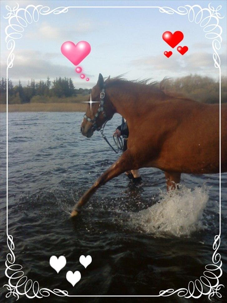 Hollandsk Sportspony Astrid Lovly Lady (SOLGT) ):  billede 9