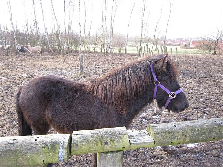 Islænder Perla fra Villaknot - 29/1-11 - billede 10