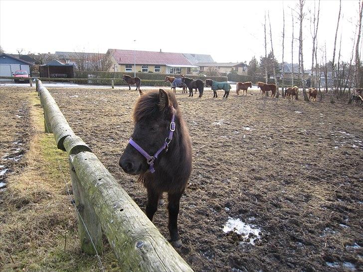 Islænder Perla fra Villaknot - 29/1-11 billede 12