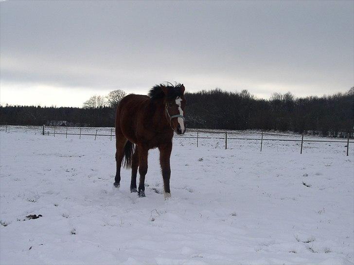 Standardbred Tequila ^SOLGT^ billede 13