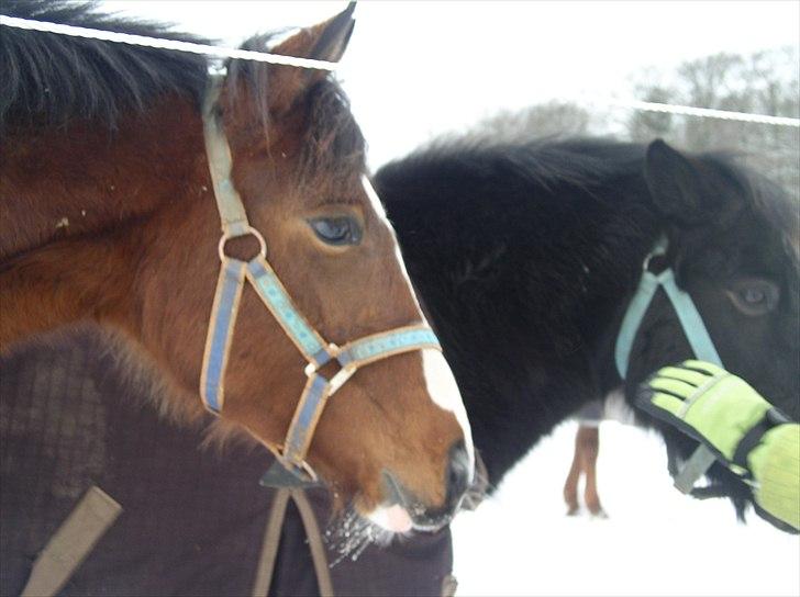 Standardbred Tequila ^SOLGT^ billede 14