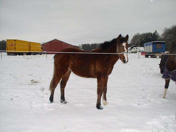 Standardbred Tequila ^SOLGT^ billede 15