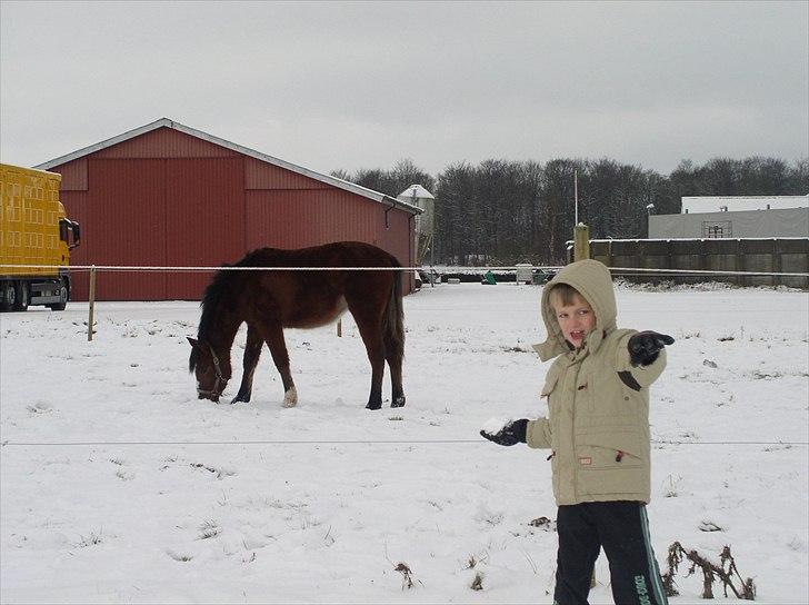 Standardbred Tequila ^SOLGT^ billede 16