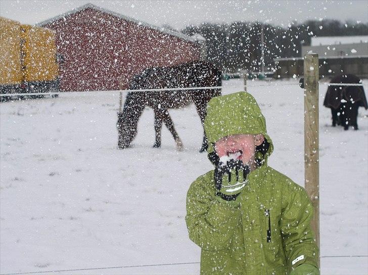 Standardbred Tequila ^SOLGT^ billede 17