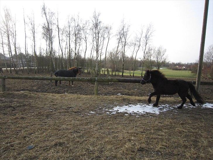 Islænder Perla fra Villaknot - 29/1-11 i løb billede 8