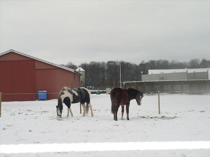 Standardbred Tequila ^SOLGT^ billede 18