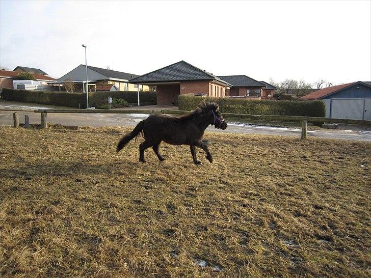 Islænder Perla fra Villaknot - 29/1-11 billede 6
