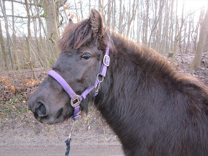 Islænder Perla fra Villaknot - 29/1-11 billede 9