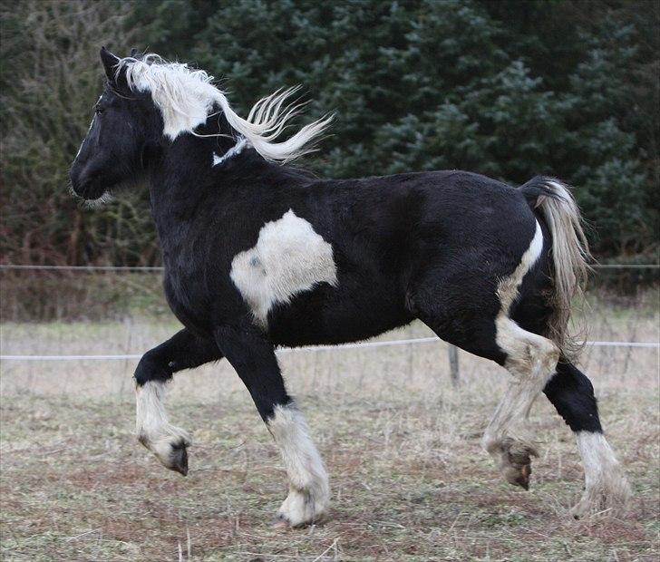 Barockpinto Zafira (Isabell) billede 4