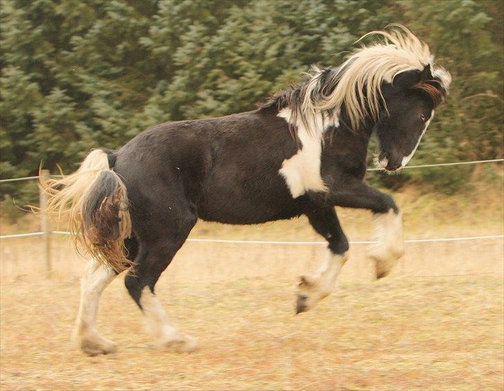 Barockpinto Zafira (Isabell) billede 8