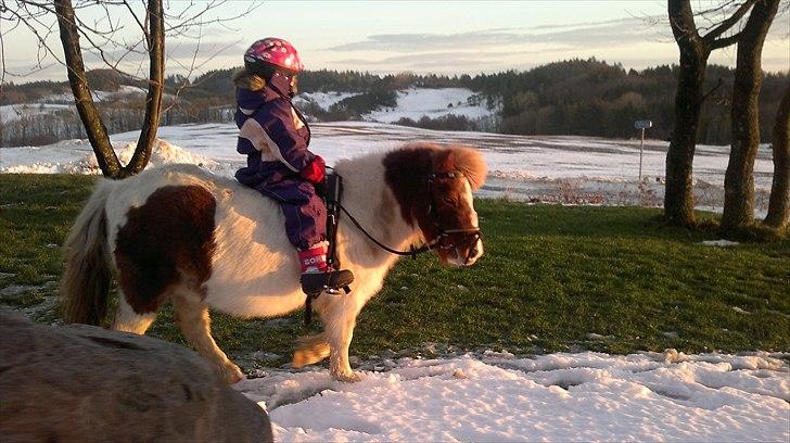 Shetlænder Samson:-) **Lånt ud!!** billede 8