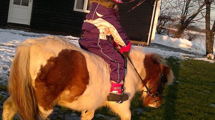 Shetlænder Samson:-) **Lånt ud!!** billede 9