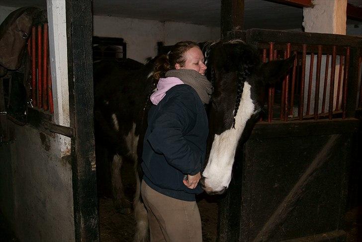 Irish Cob Crossbreed Sambuca G **BROVANG** R.I.P - Og der, er det den hemmelige lomme med guf i.....?? billede 6