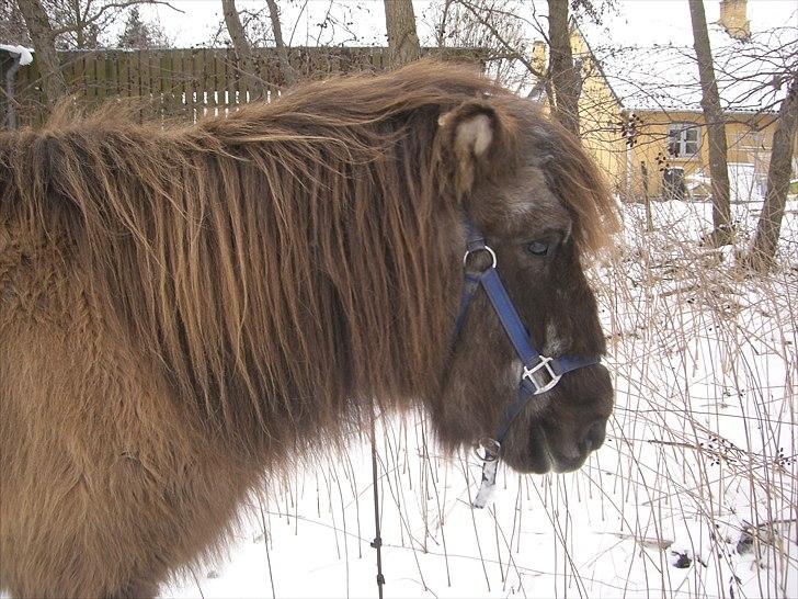 Islænder Siggi <3 R.I.P.  :( billede 2