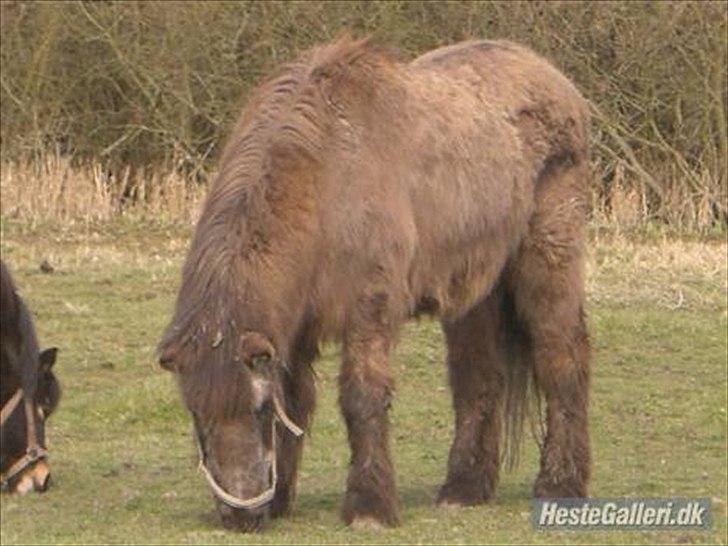 Islænder Siggi <3 R.I.P.  :( billede 3