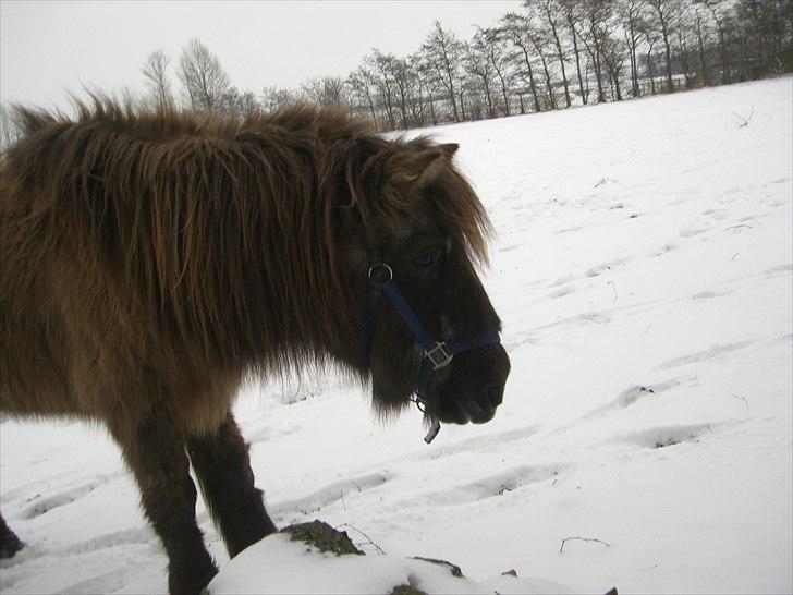 Islænder Siggi <3 R.I.P.  :( billede 4