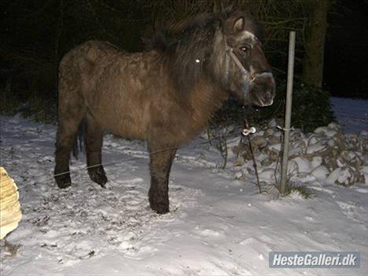 Islænder Siggi <3 R.I.P.  :( billede 5