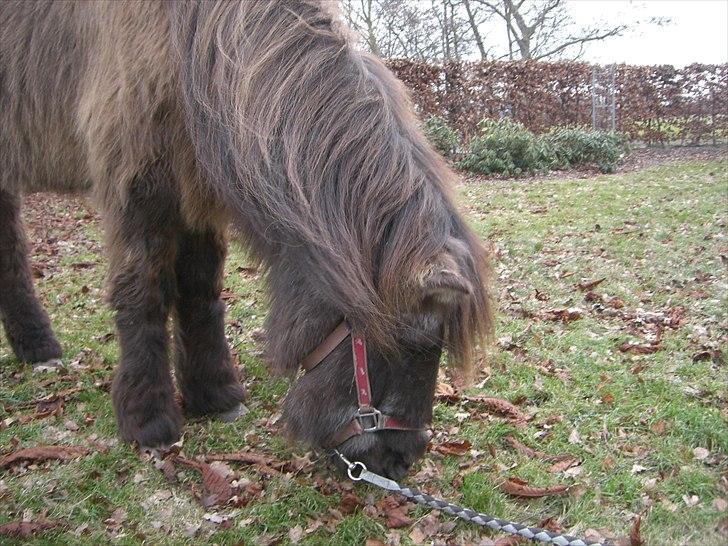 Islænder Siggi <3 R.I.P.  :( billede 6
